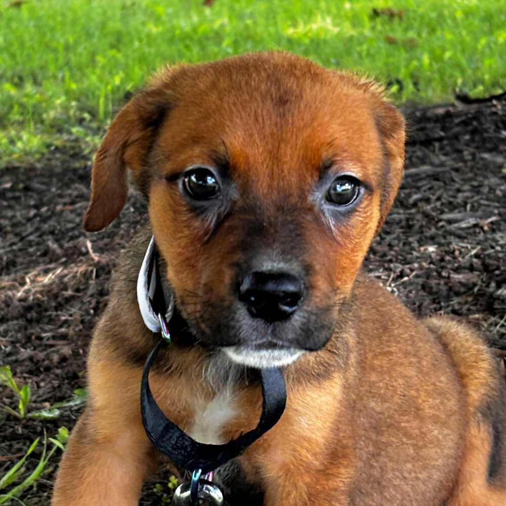Gotti (Mafia litter), an adoptable German Shepherd Dog in Suamico, WI, 54173 | Photo Image 3