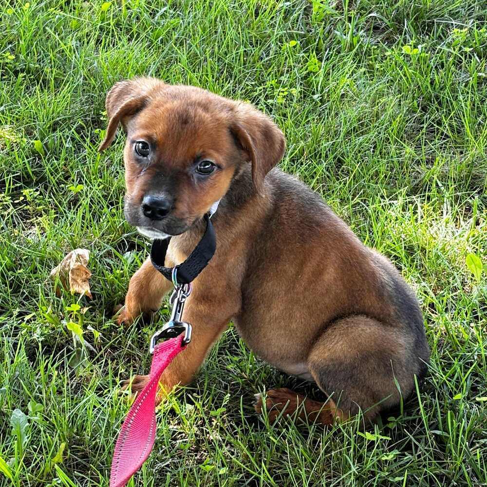 Gotti (Mafia litter), an adoptable German Shepherd Dog in Suamico, WI, 54173 | Photo Image 4