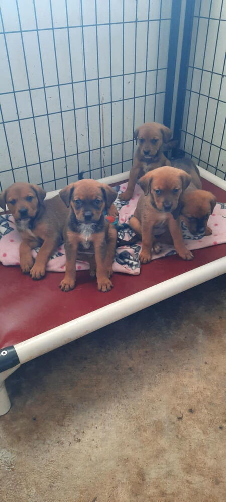 Gotti (Mafia litter), an adoptable German Shepherd Dog in Suamico, WI, 54173 | Photo Image 5