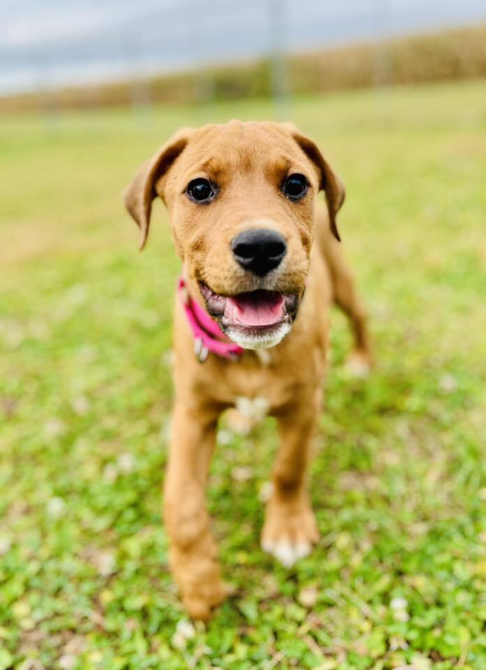 Virginia (Mafia litter), an adoptable German Shepherd Dog in Suamico, WI, 54173 | Photo Image 1