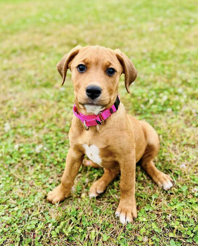 Virginia (Mafia litter), an adoptable German Shepherd Dog in Suamico, WI, 54173 | Photo Image 2