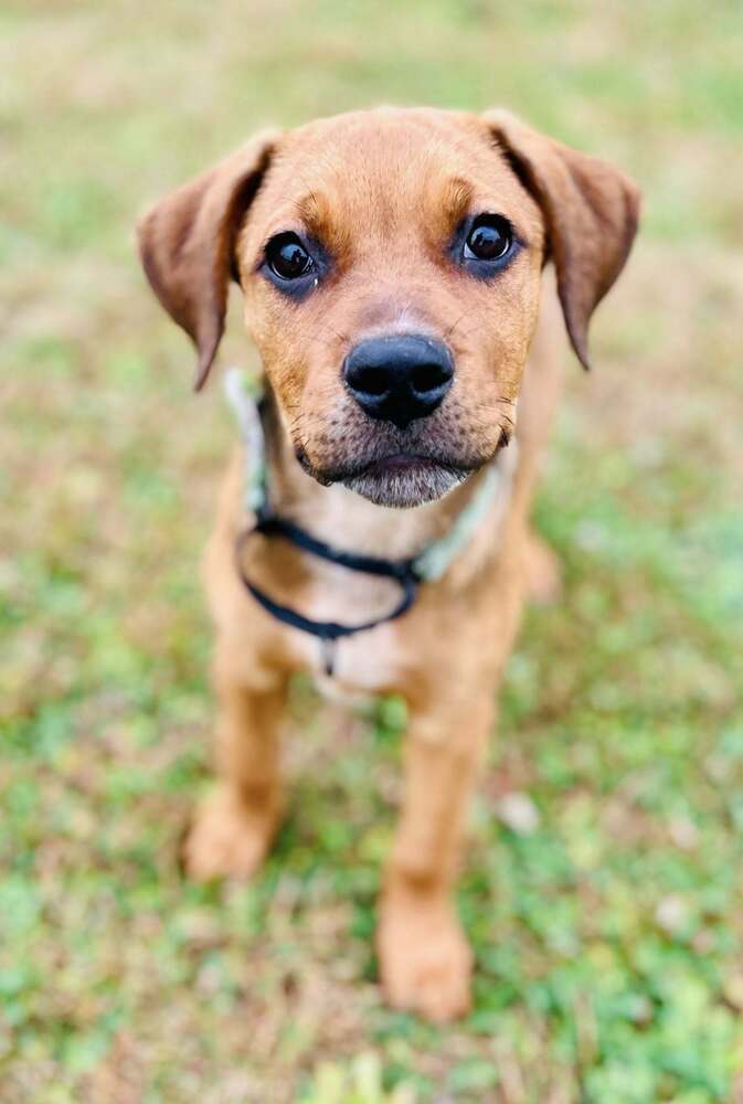 Madrina (Mafia litter), an adoptable German Shepherd Dog in Suamico, WI, 54173 | Photo Image 1