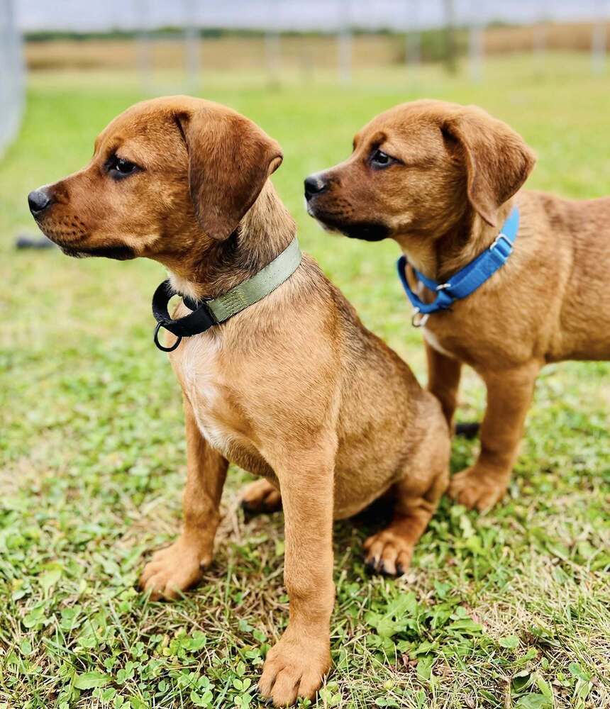 Madrina (Mafia litter), an adoptable German Shepherd Dog in Suamico, WI, 54173 | Photo Image 2