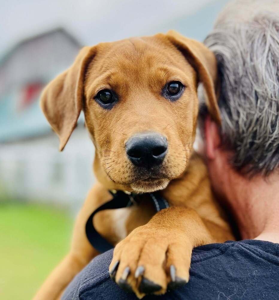 Capone (Mafia litter), an adoptable German Shepherd Dog in Suamico, WI, 54173 | Photo Image 1