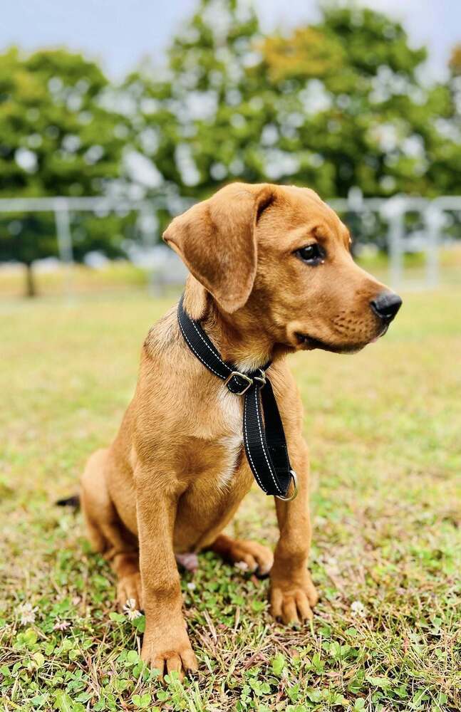 Capone (Mafia litter), an adoptable German Shepherd Dog in Suamico, WI, 54173 | Photo Image 2