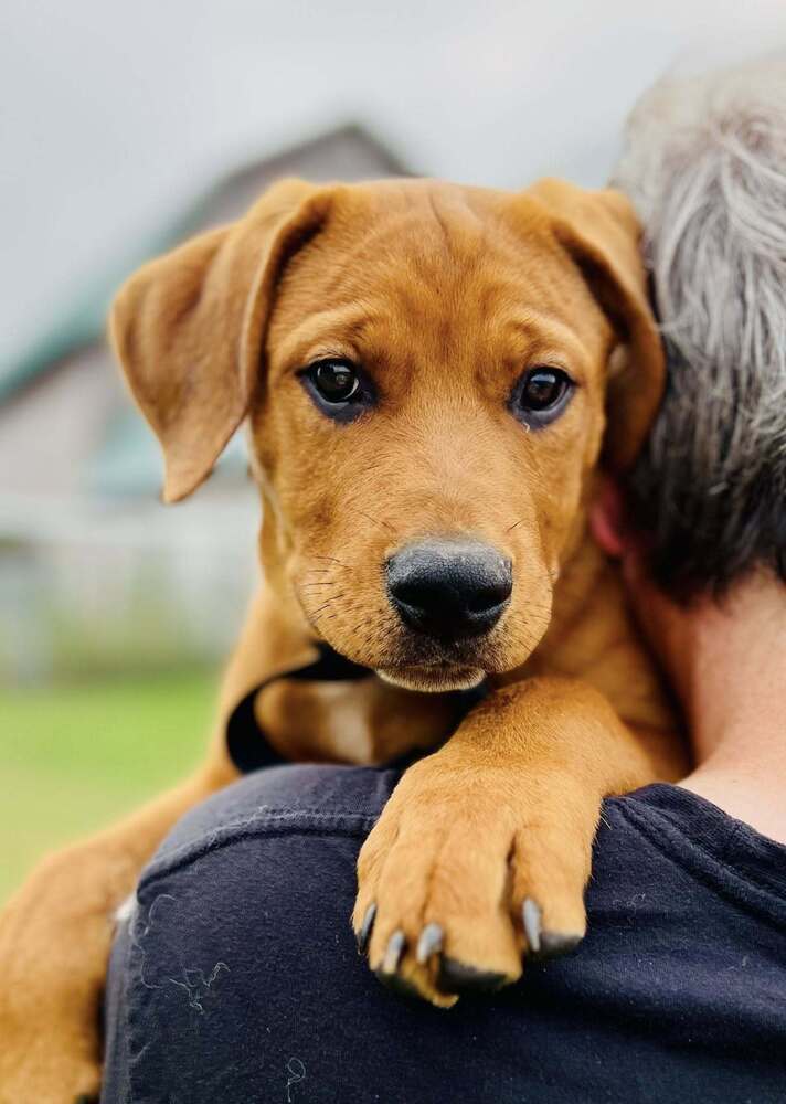 Capone (Mafia litter), an adoptable German Shepherd Dog in Suamico, WI, 54173 | Photo Image 3
