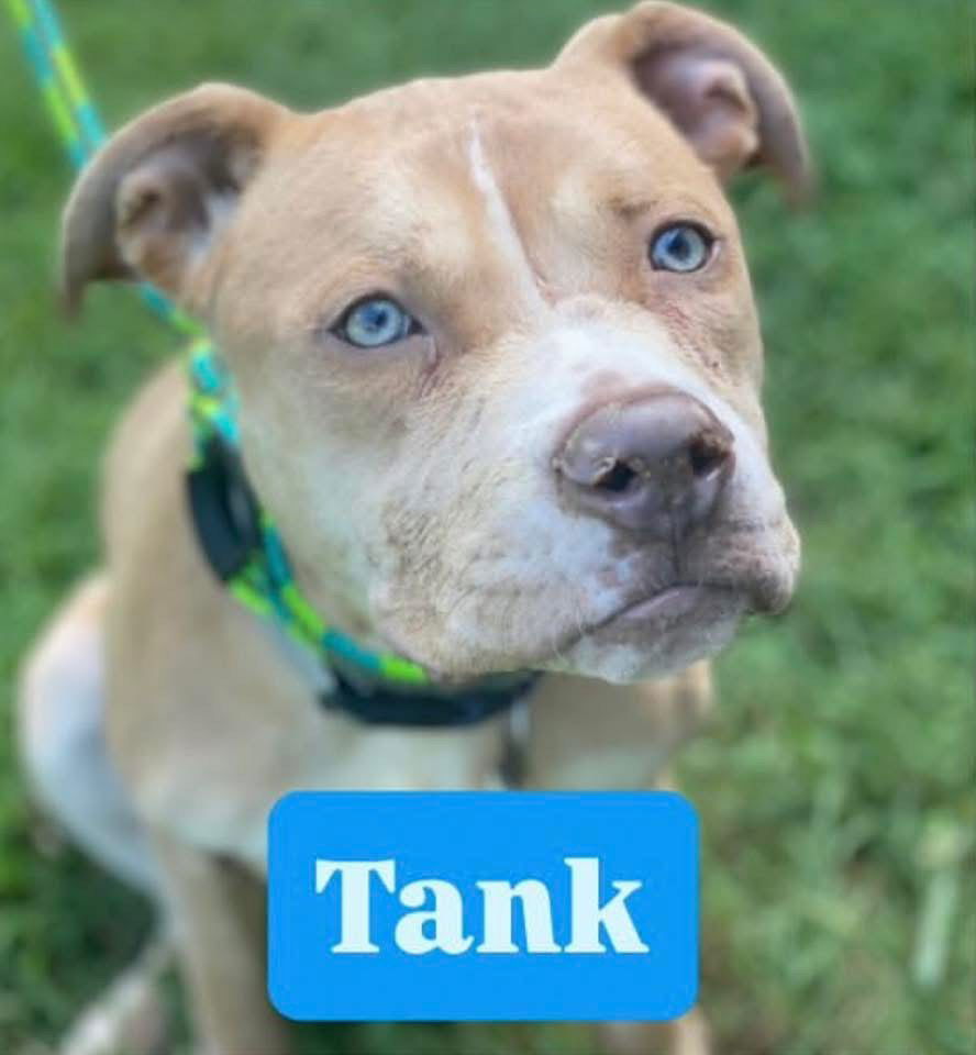 Tank