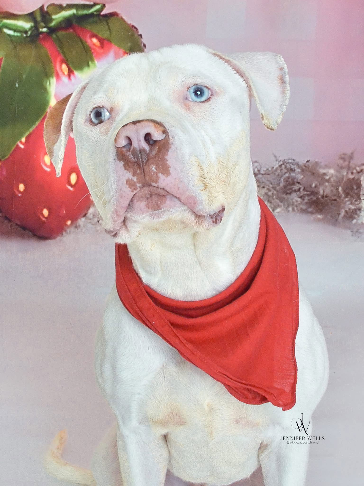 Angelo *foster home needed*