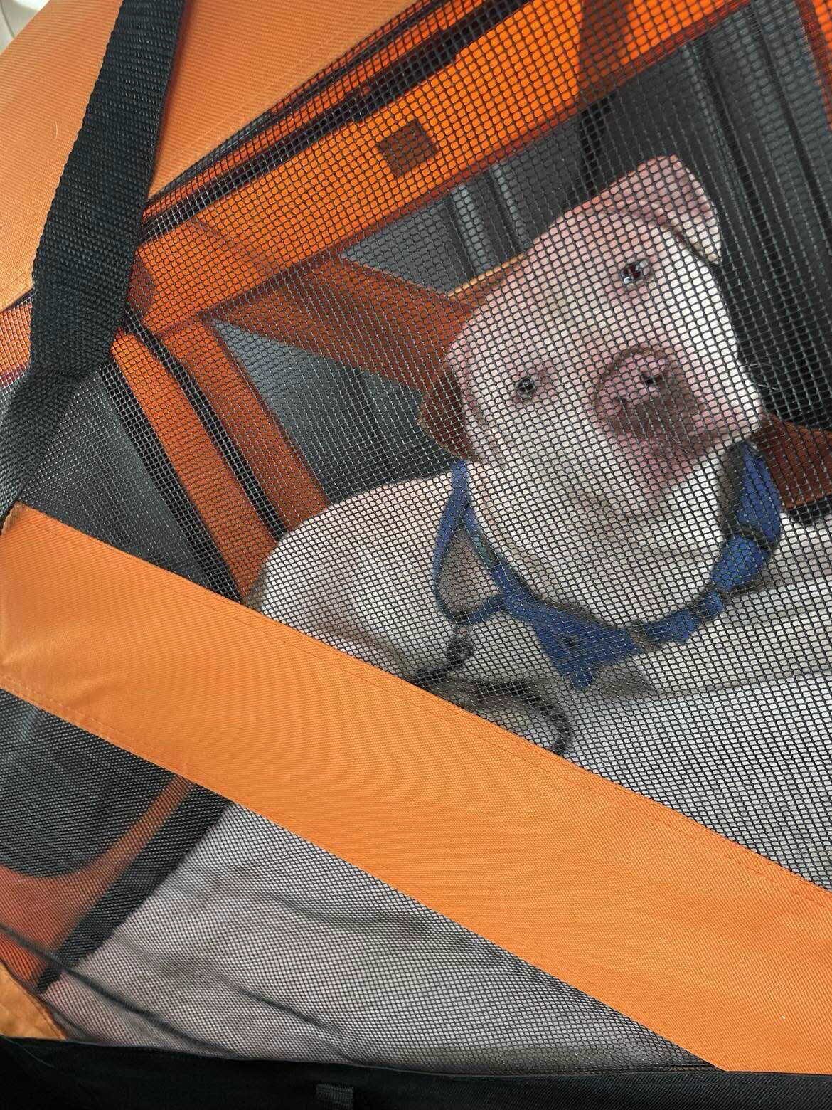 Angelo *foster home needed*