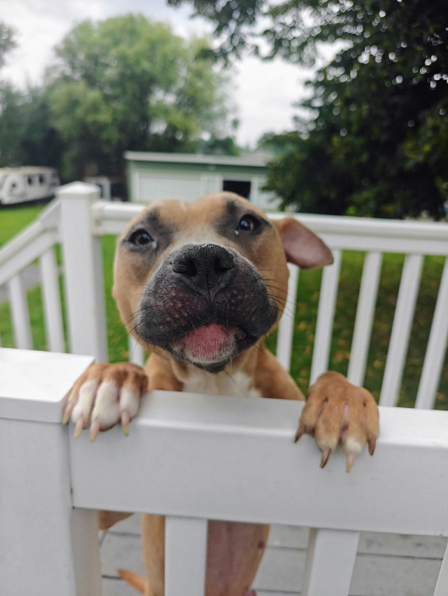 Lychee *foster home needed*