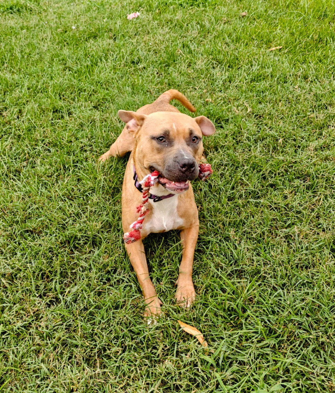 Lychee *foster home needed*