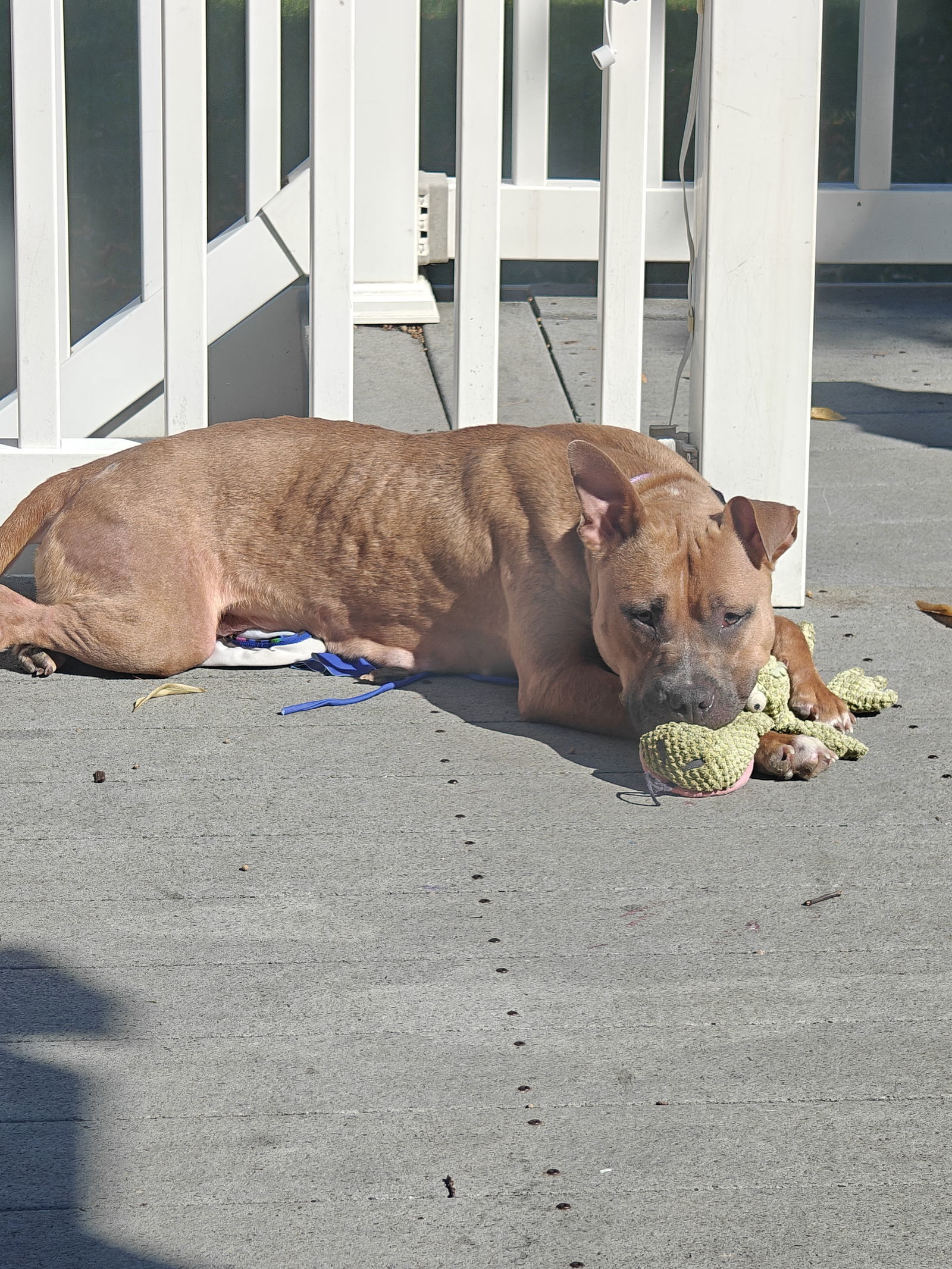 Lychee *foster home needed*