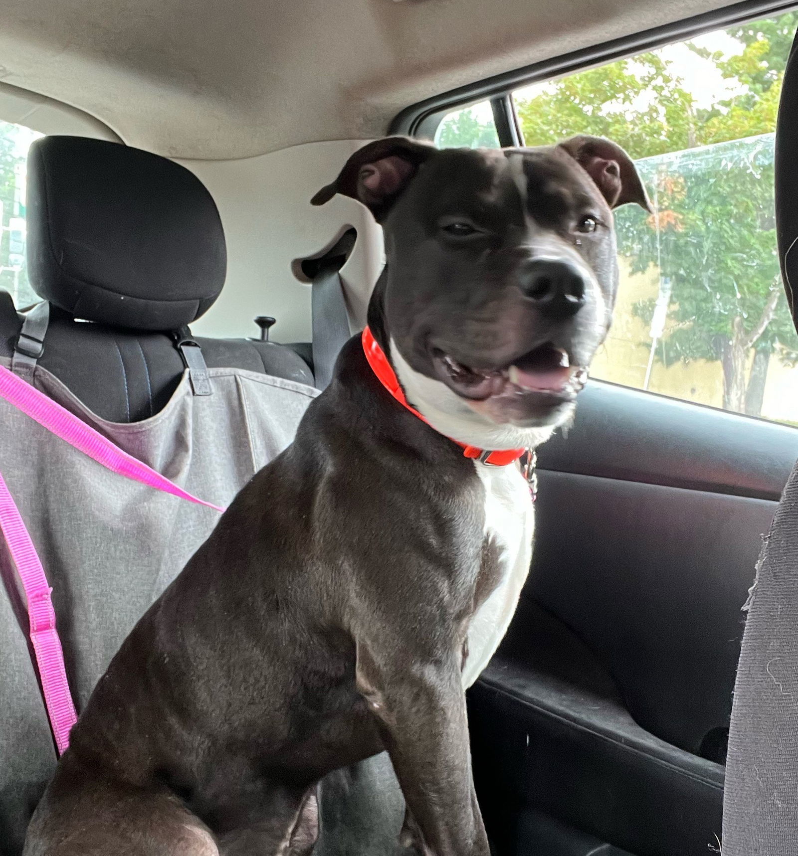 Gio *foster home needed*