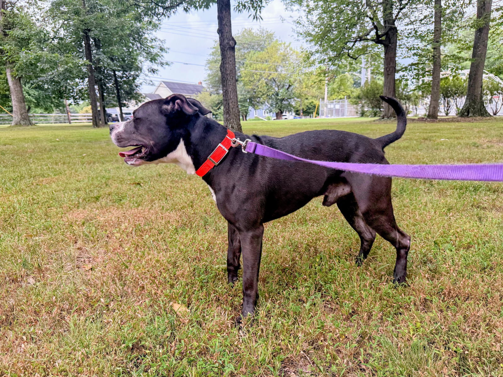 Gio *foster home needed*