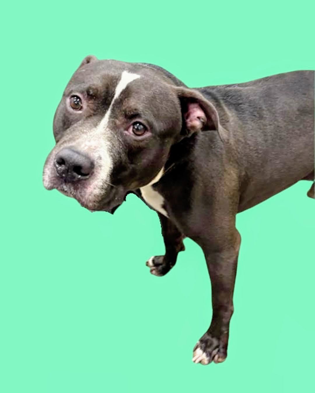 Gio *foster home needed*