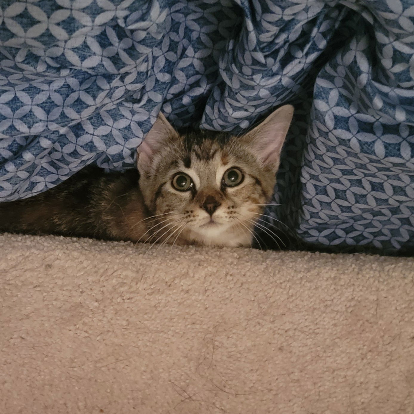 Rosemary