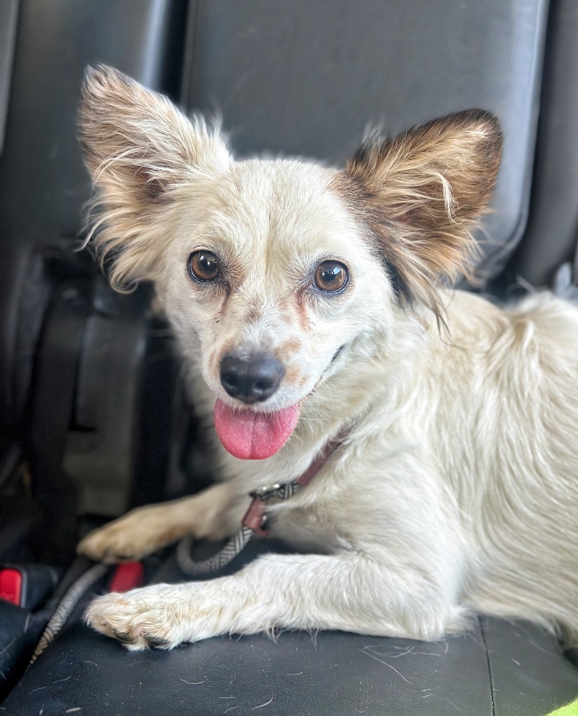 Vivian, an adoptable Papillon in Tehachapi, CA, 93561 | Photo Image 1