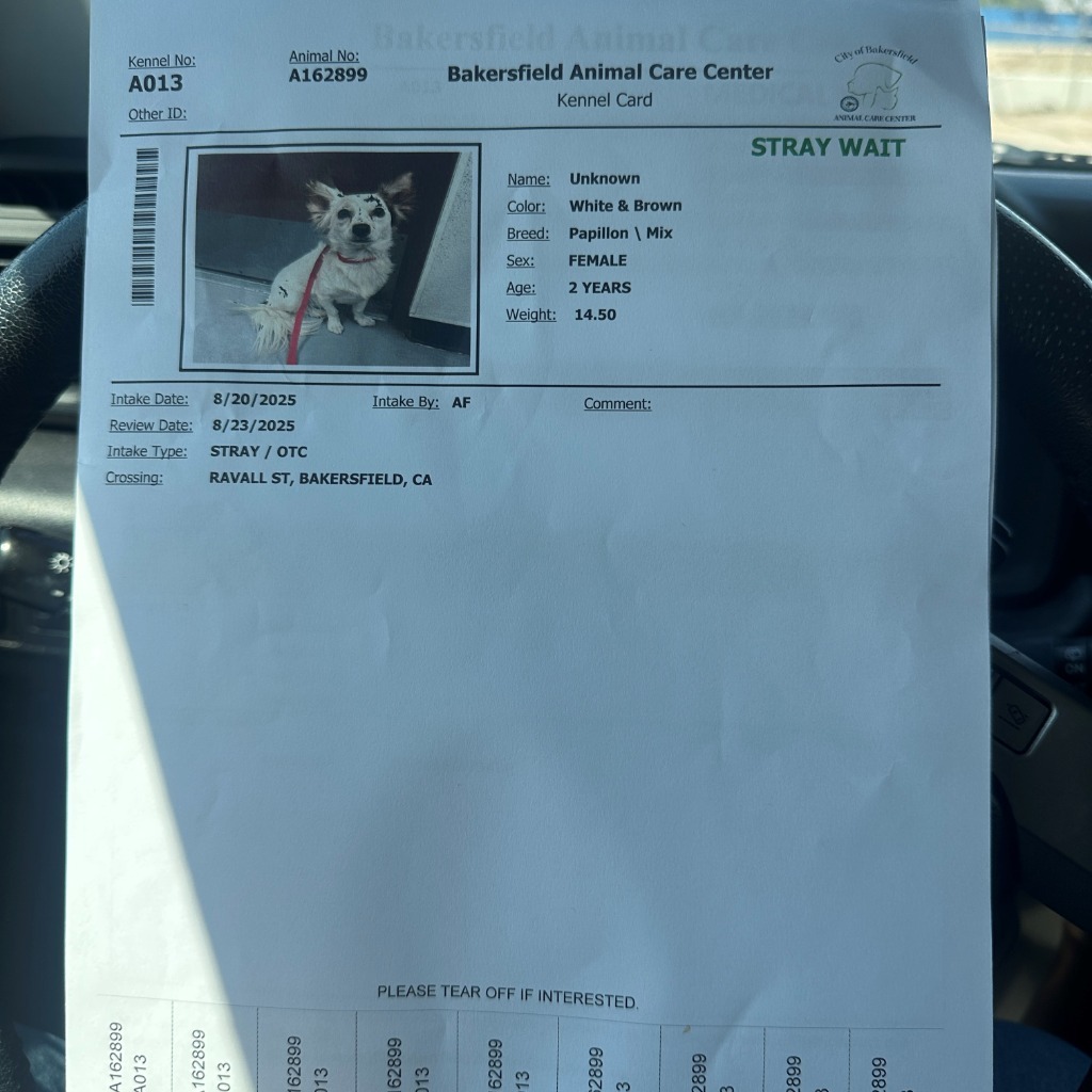 Vivian, an adoptable Papillon in Tehachapi, CA, 93561 | Photo Image 2