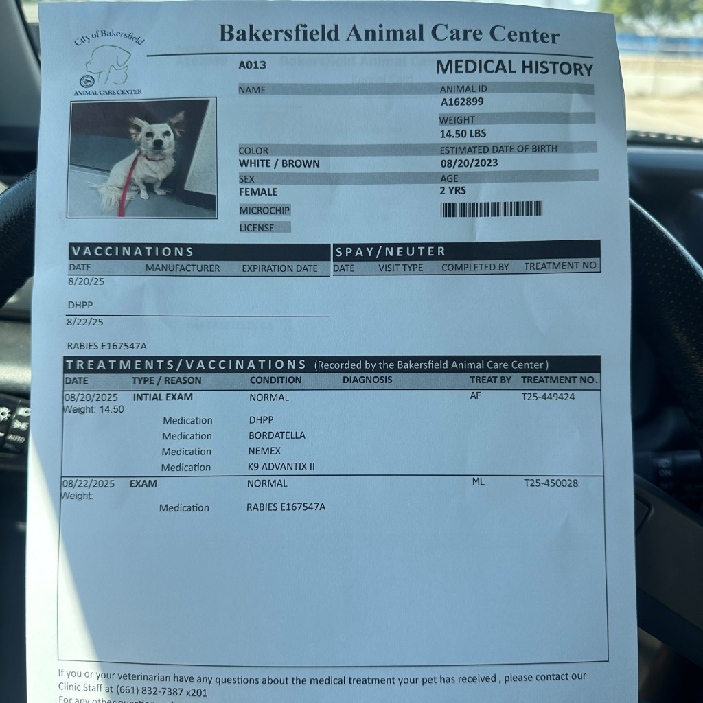 Vivian, an adoptable Papillon in Tehachapi, CA, 93561 | Photo Image 3