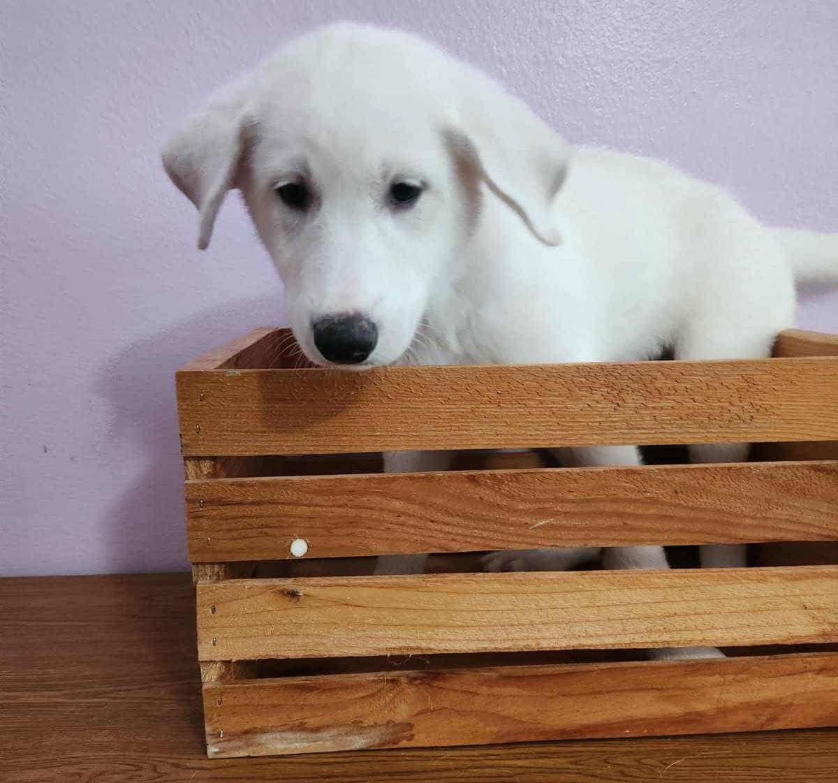 Lola Jayne