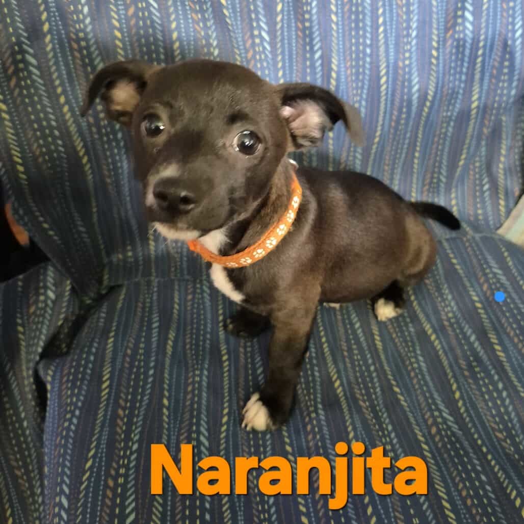 Naranjita