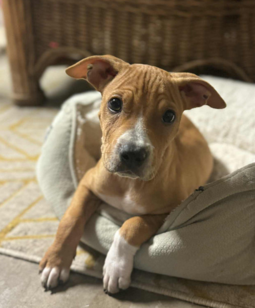 Copper