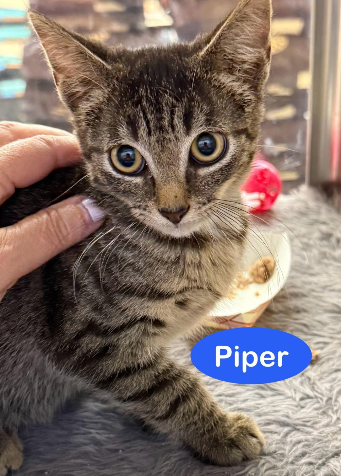 Piper