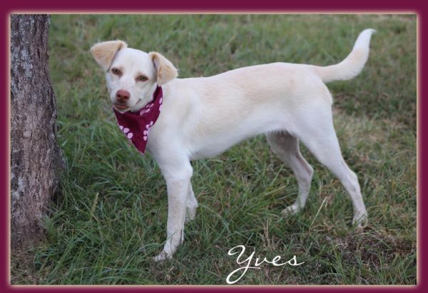 Yves In Tx