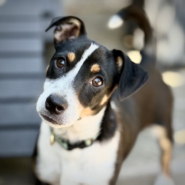 Shamus