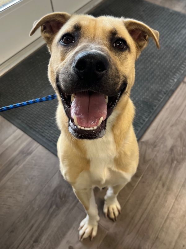 Koda