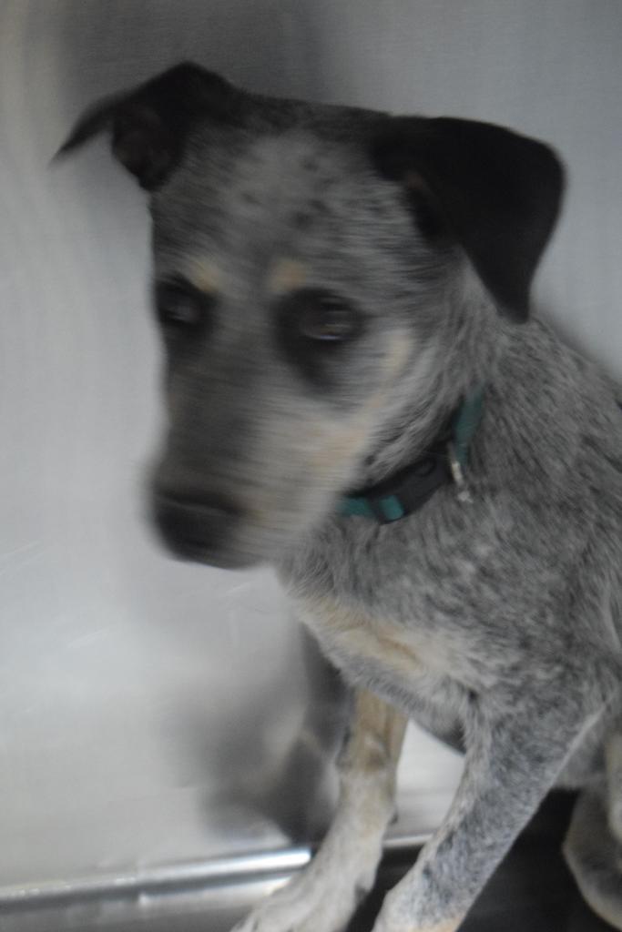 Buddy Boy