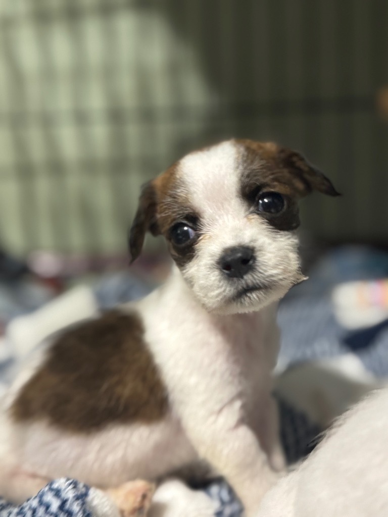 Bowie