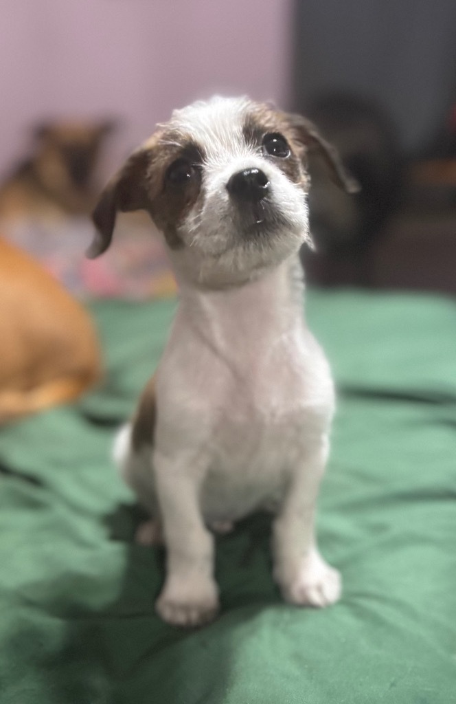 Bowie