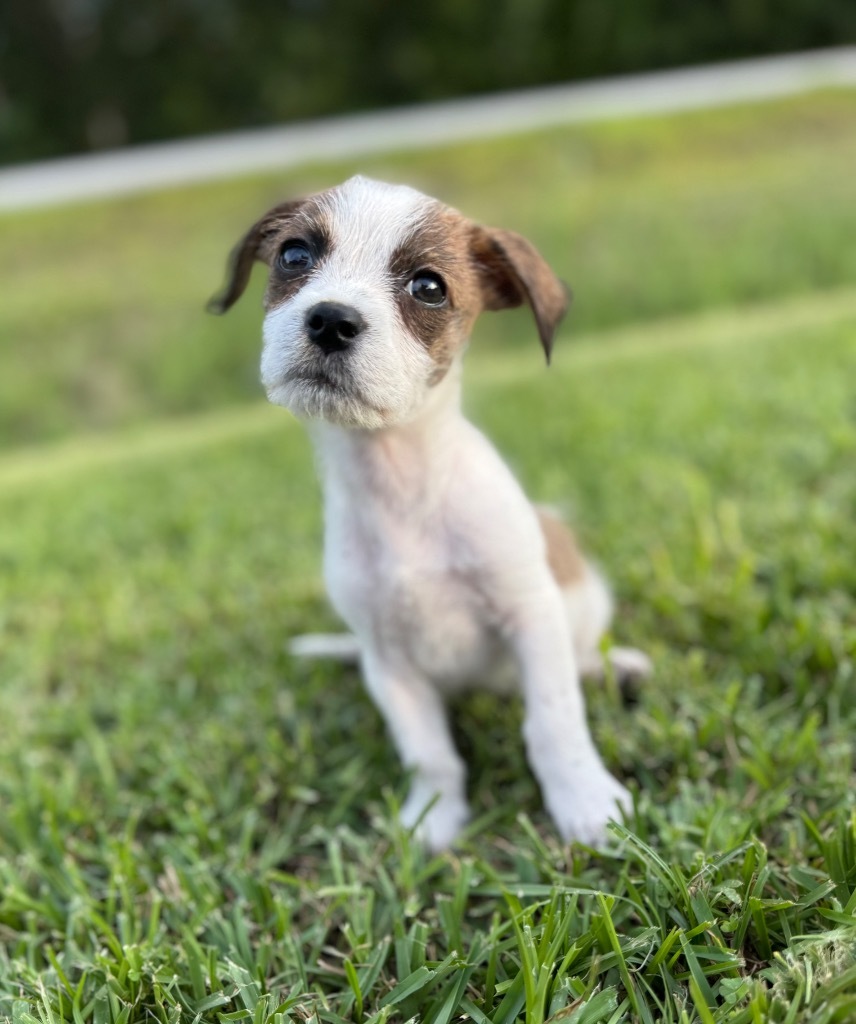 Bowie