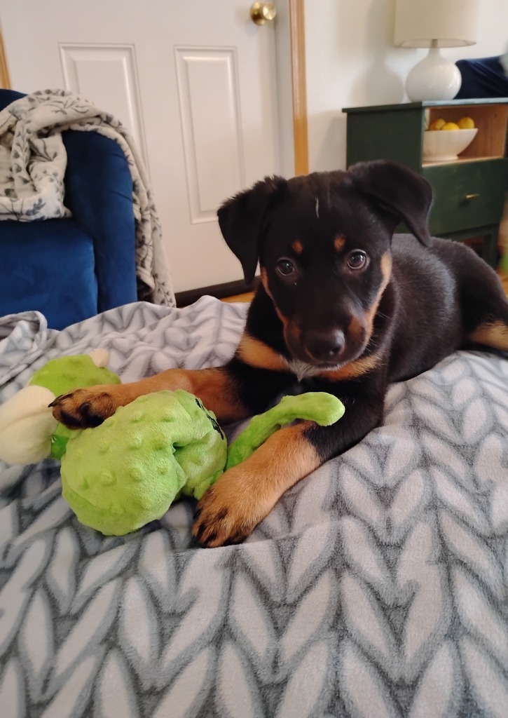 Spinosaurus, an adoptable Mixed Breed in Minot, ND, 58702 | Photo Image 1