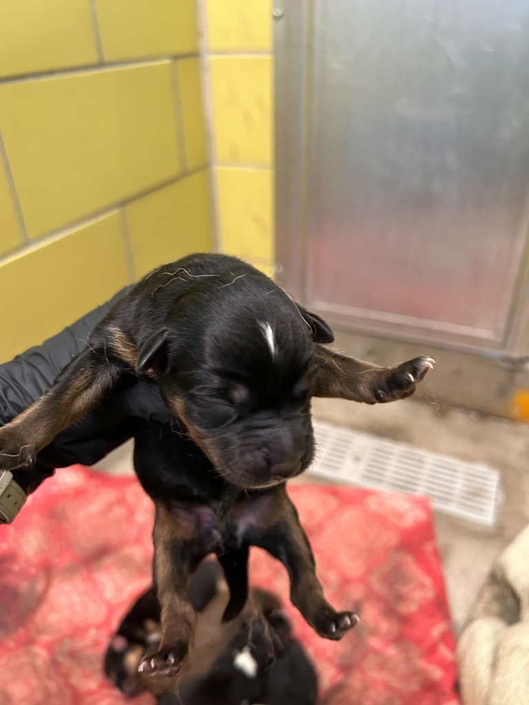 Spinosaurus, an adoptable Mixed Breed in Minot, ND, 58702 | Photo Image 2