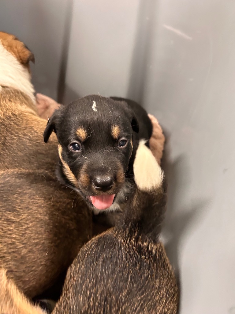 Spinosaurus, an adoptable Mixed Breed in Minot, ND, 58702 | Photo Image 3