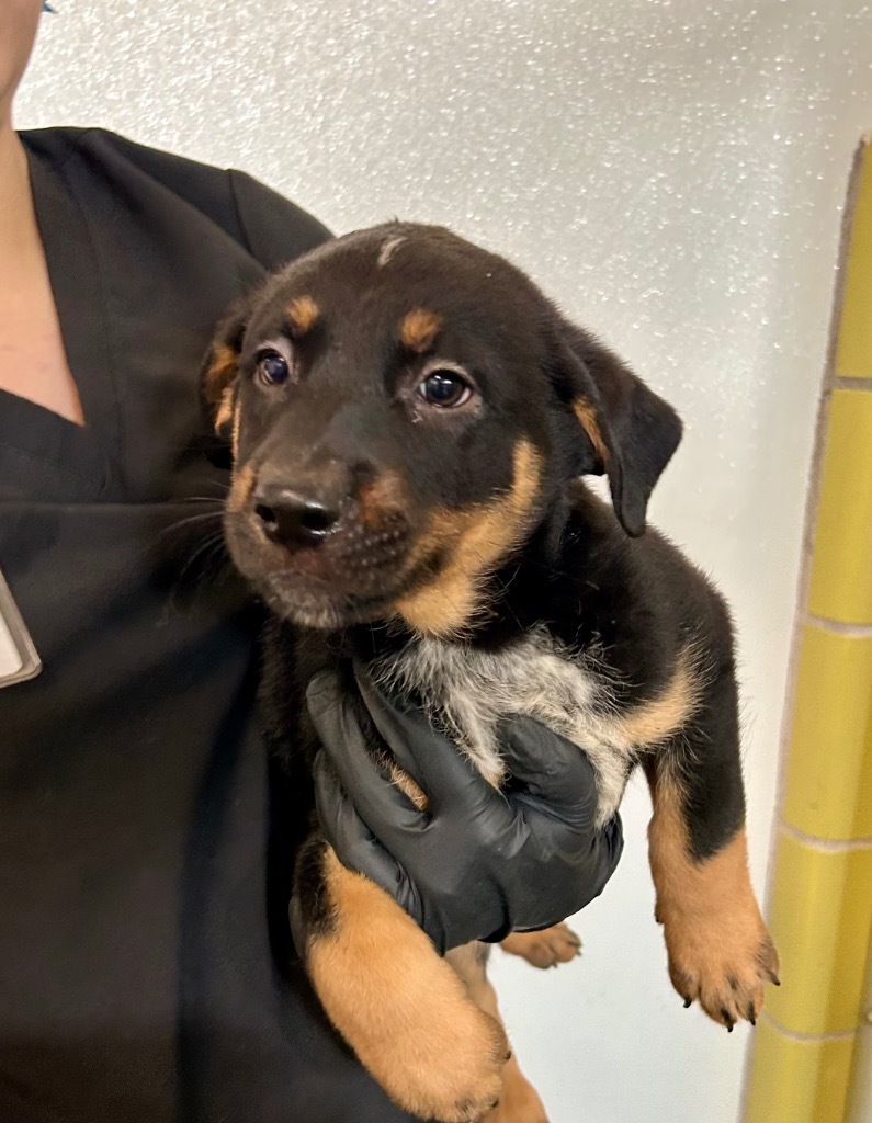 Spinosaurus, an adoptable Mixed Breed in Minot, ND, 58702 | Photo Image 4