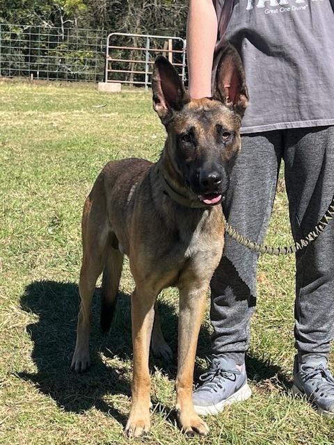 Ace - located in GA