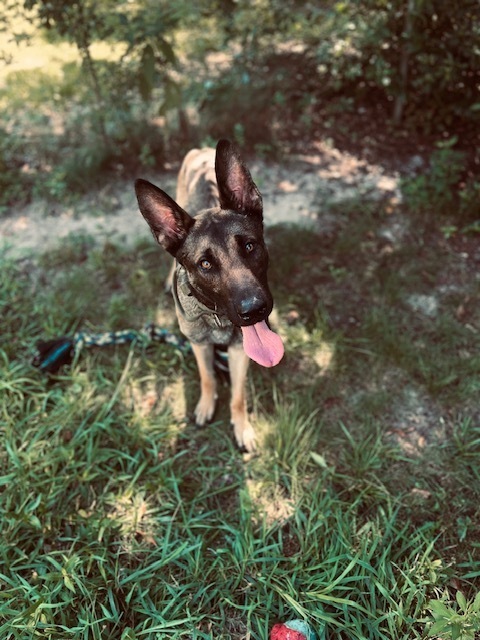 Ace - located in GA