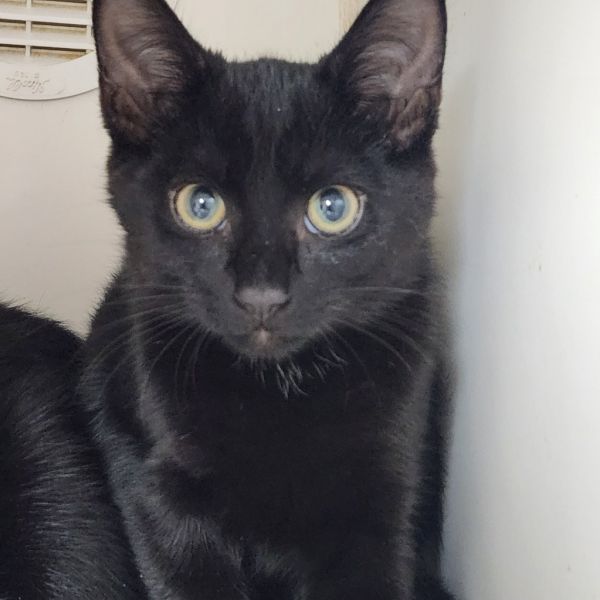 Jet