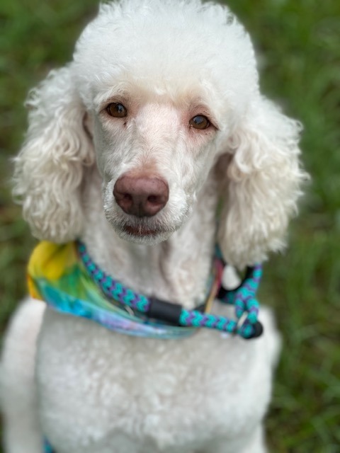 Coco