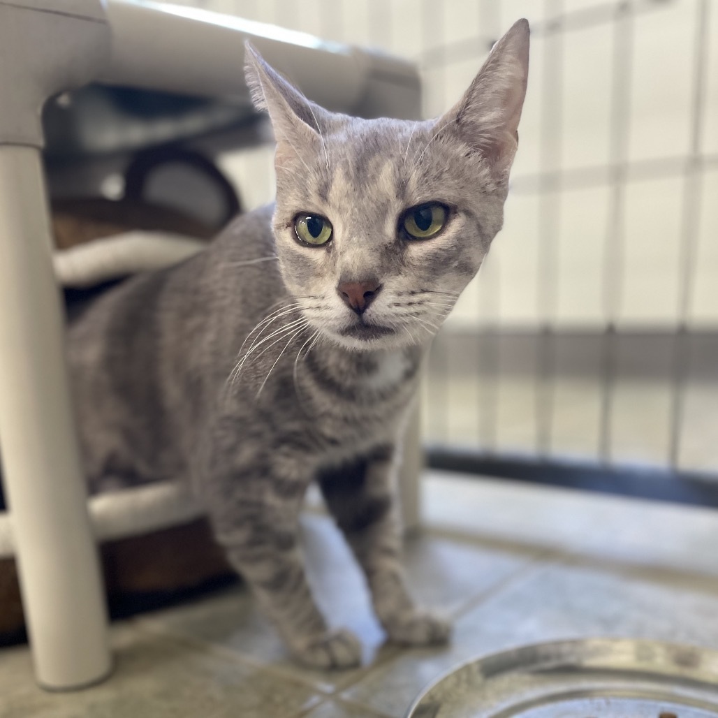 Hartley (Vestal PetSmart)