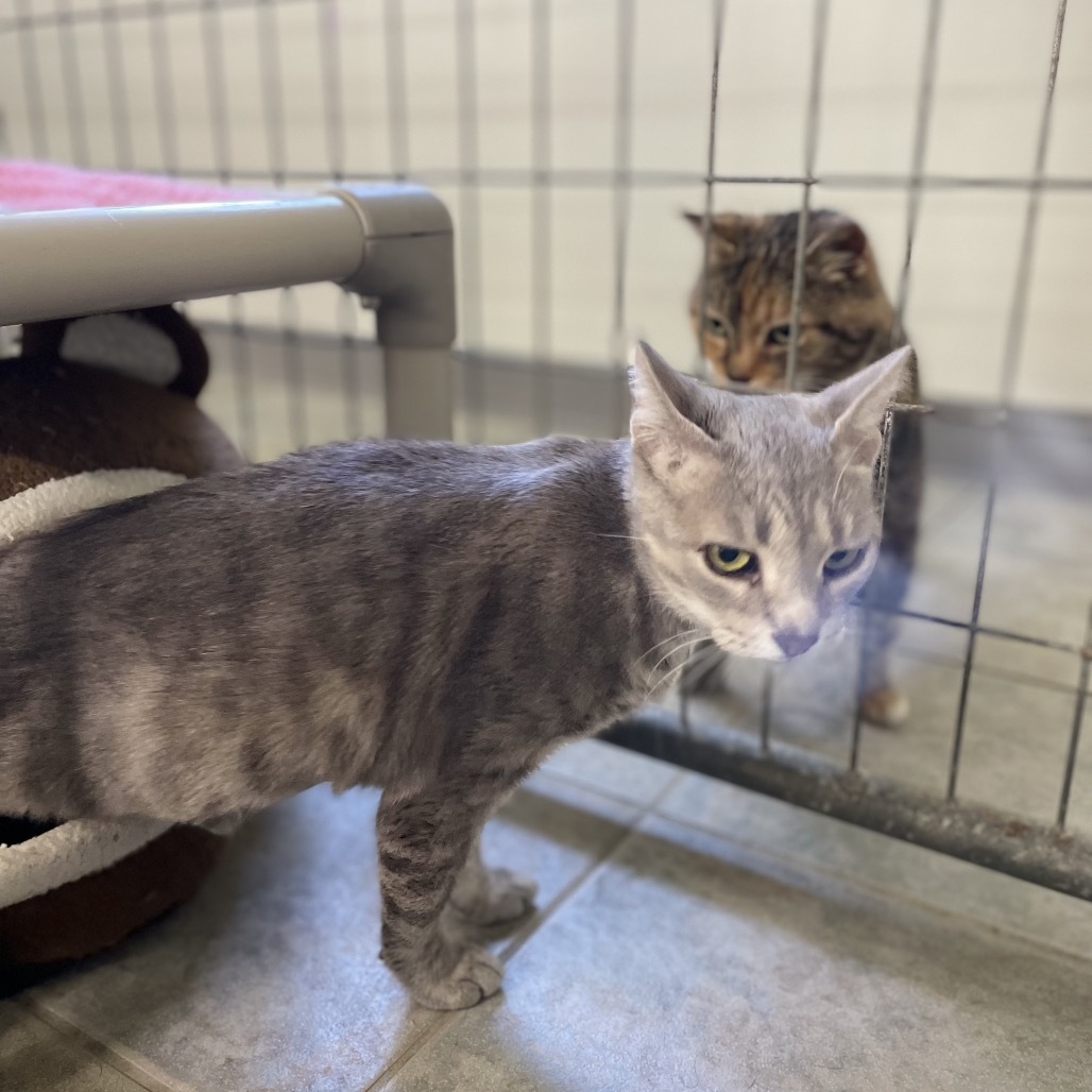 Hartley (Vestal PetSmart)