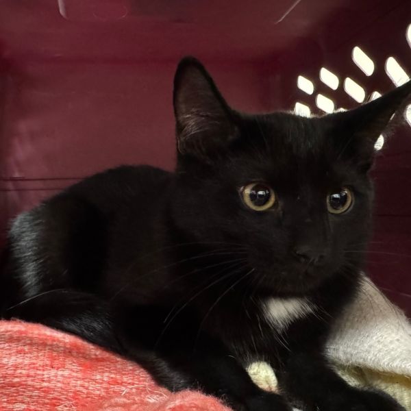 Tchalla