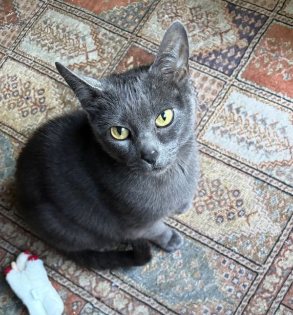 Gracie