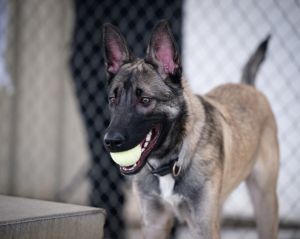 Roscoe
