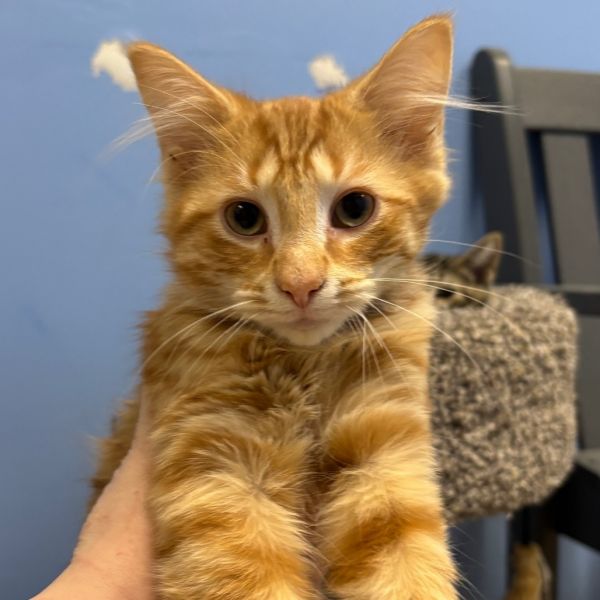 Pumpkin