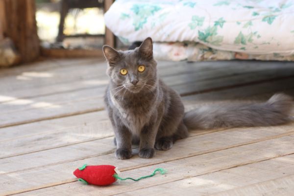 Rosemarino (aka Rozzy) -PENDING ADOPTION!