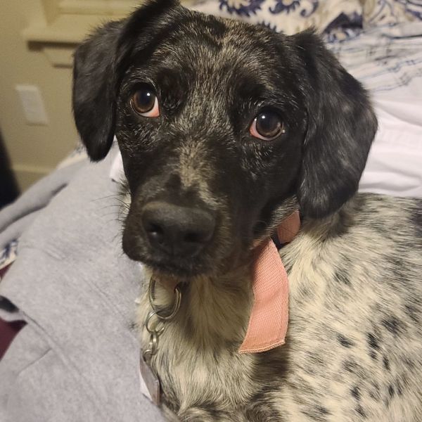 Bella